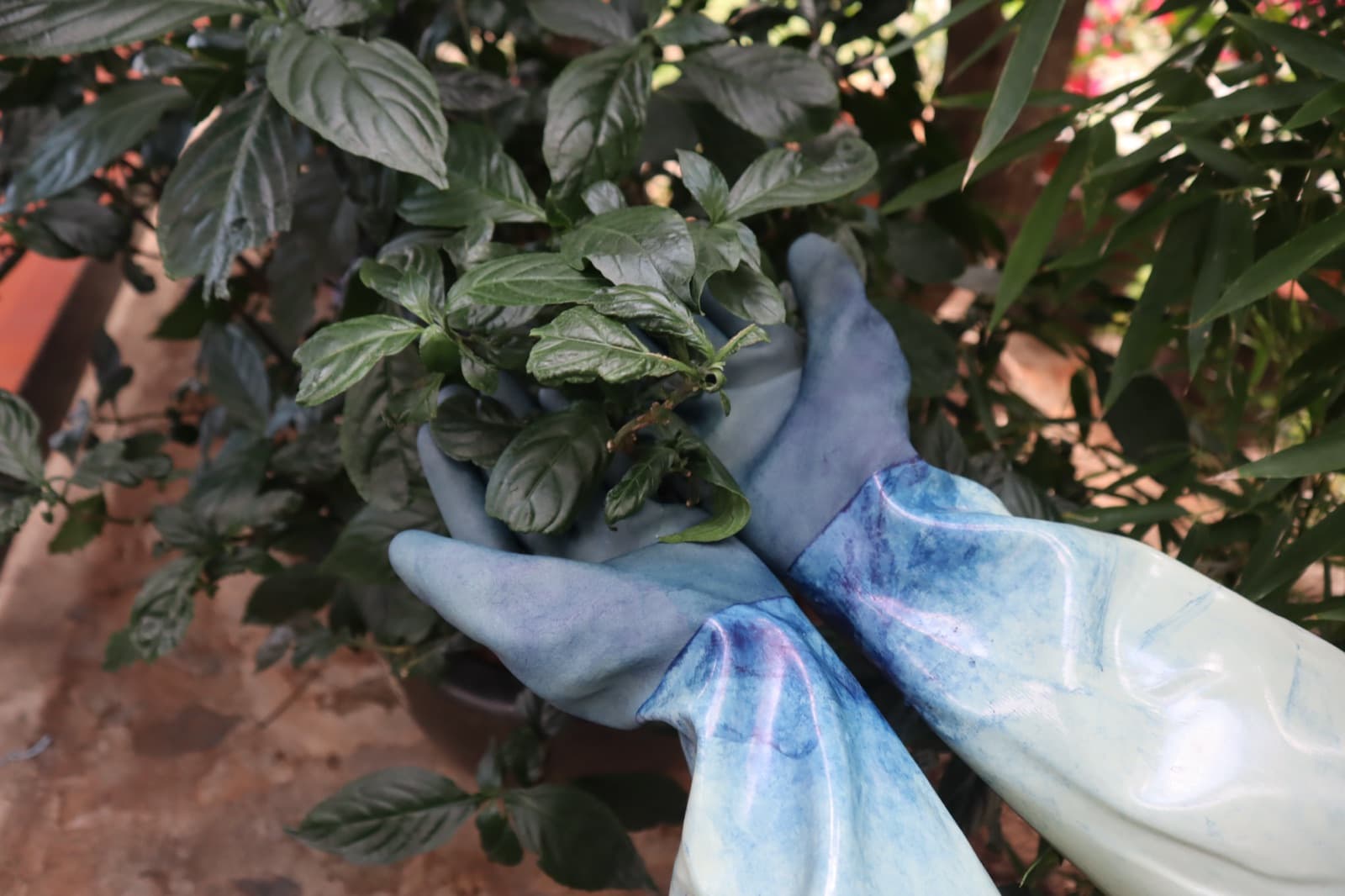 Fresh indigo leaves held in dye-stained gloves